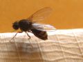 Drosophila sp.